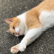 まよいの画像