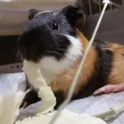 てんの画像