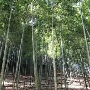 ronronの画像