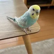 しきさぷの画像