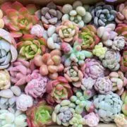 DH^^ succulentsの画像