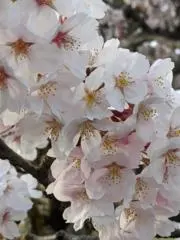 ニャンちゅうの画像