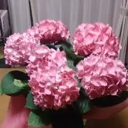 あじさいの画像