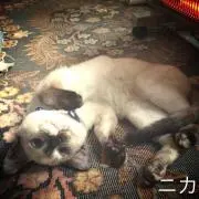 ニカ