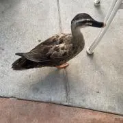 まるの画像