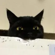 猫八郎