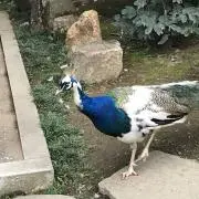 えつの画像