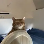 ZENOUの画像