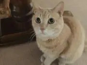 ミヤミヤの画像