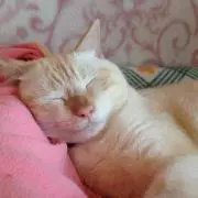 ニケ