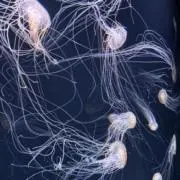 ロバの画像