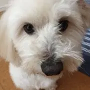 ドナルド