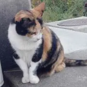 りっこ