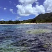 リア公の画像