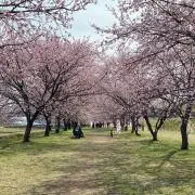 ちゅりの画像