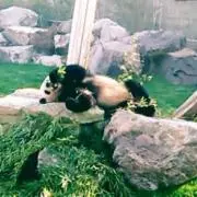 ぱんだの画像
