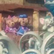 みかん