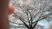 きくちゃんの画像