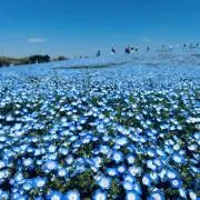 halo-haloの画像