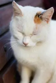 まこ☆