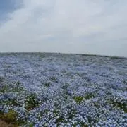 まりんの画像