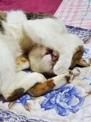 にゃん太郎