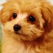 ベリー