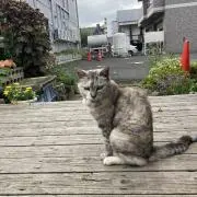 べあの画像