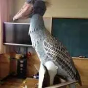 ハシビロコウ