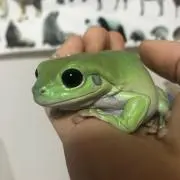 すてらの画像