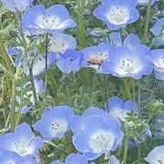 桃華⭐︎あられの画像