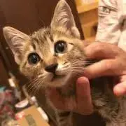 み
