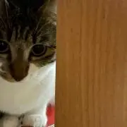 ひ
