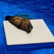 とろろろろの画像