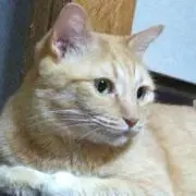 しーちやん