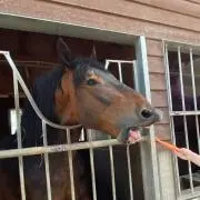 ぷろっこりーの画像