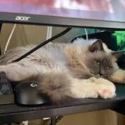 ゆきだるま