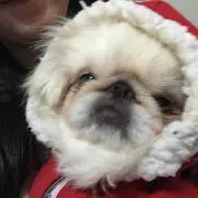 池やん