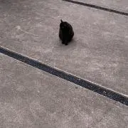 プロフ必読の画像