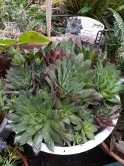 あさ