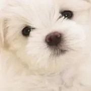 memの画像