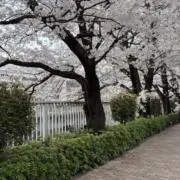 りんごの画像