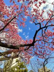 nyaokoの画像