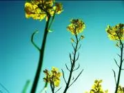 梅(プロフィール必読)の画像