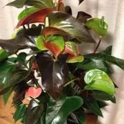 Smile❄の画像