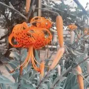 麦茶の画像