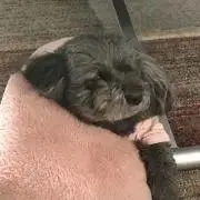 たんぽぽの画像