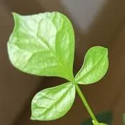 ボタニカル　プロフ必読(^^)の画像