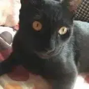 ピピままの画像