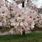 かいななの画像